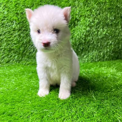 Siberian Husky Puppy for sale