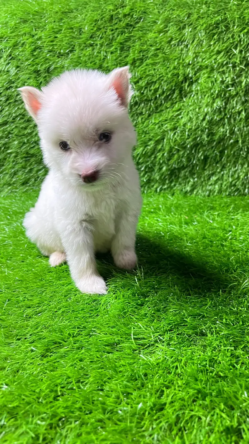 Siberian Husky Puppy for sale — photo 2