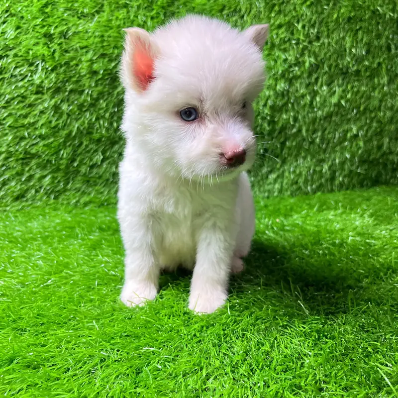 Siberian Husky Puppy for sale — photo 3