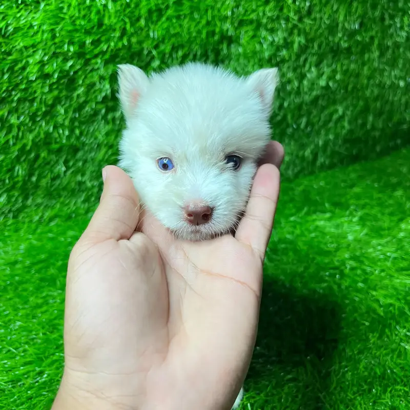 Siberian Husky Puppy for sale — photo 4