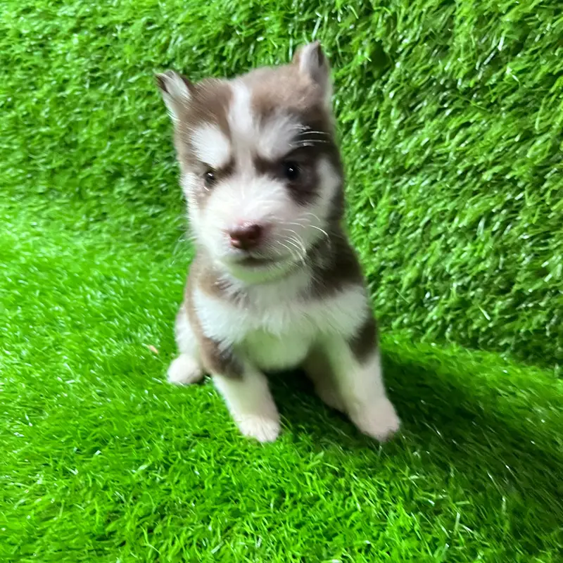 Siberian Husky Puppy for sale — photo 5