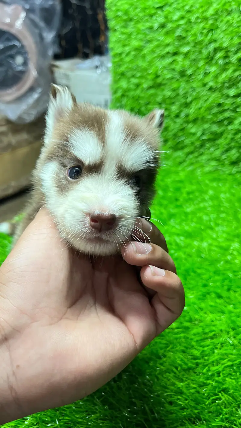 Siberian Husky Puppy for sale — photo 6