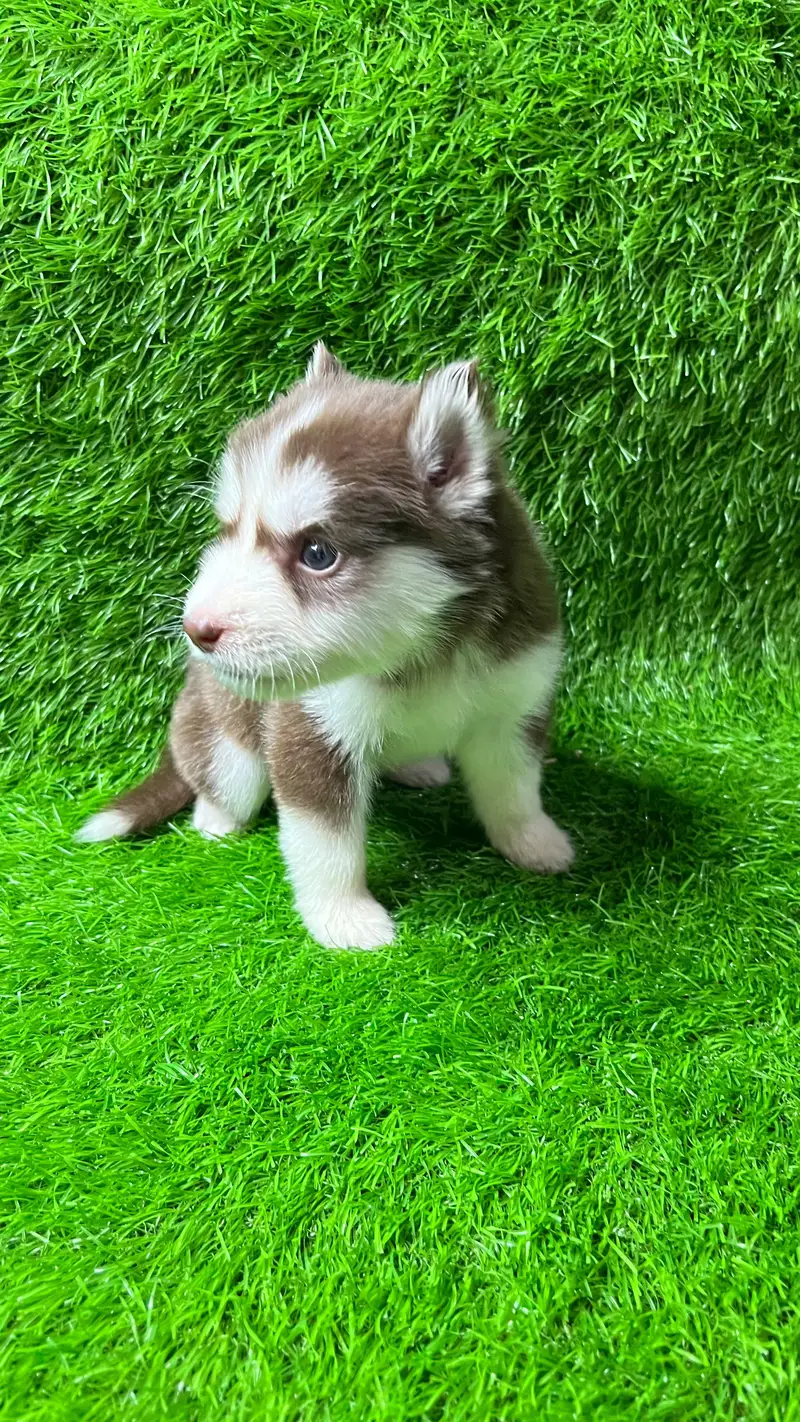 Siberian Husky Puppy for sale — photo 7
