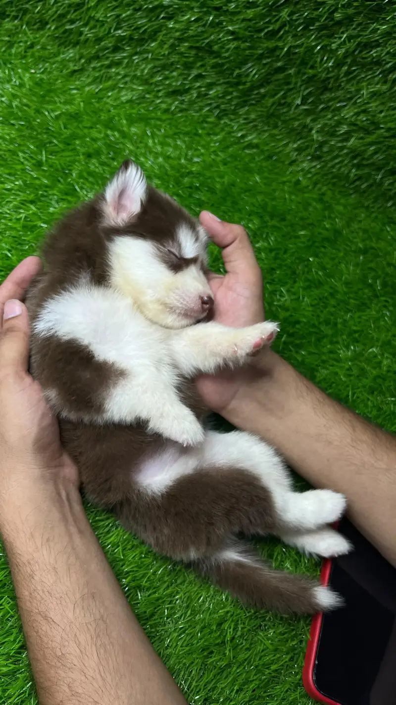 Siberian Husky Puppy for sale — photo 8