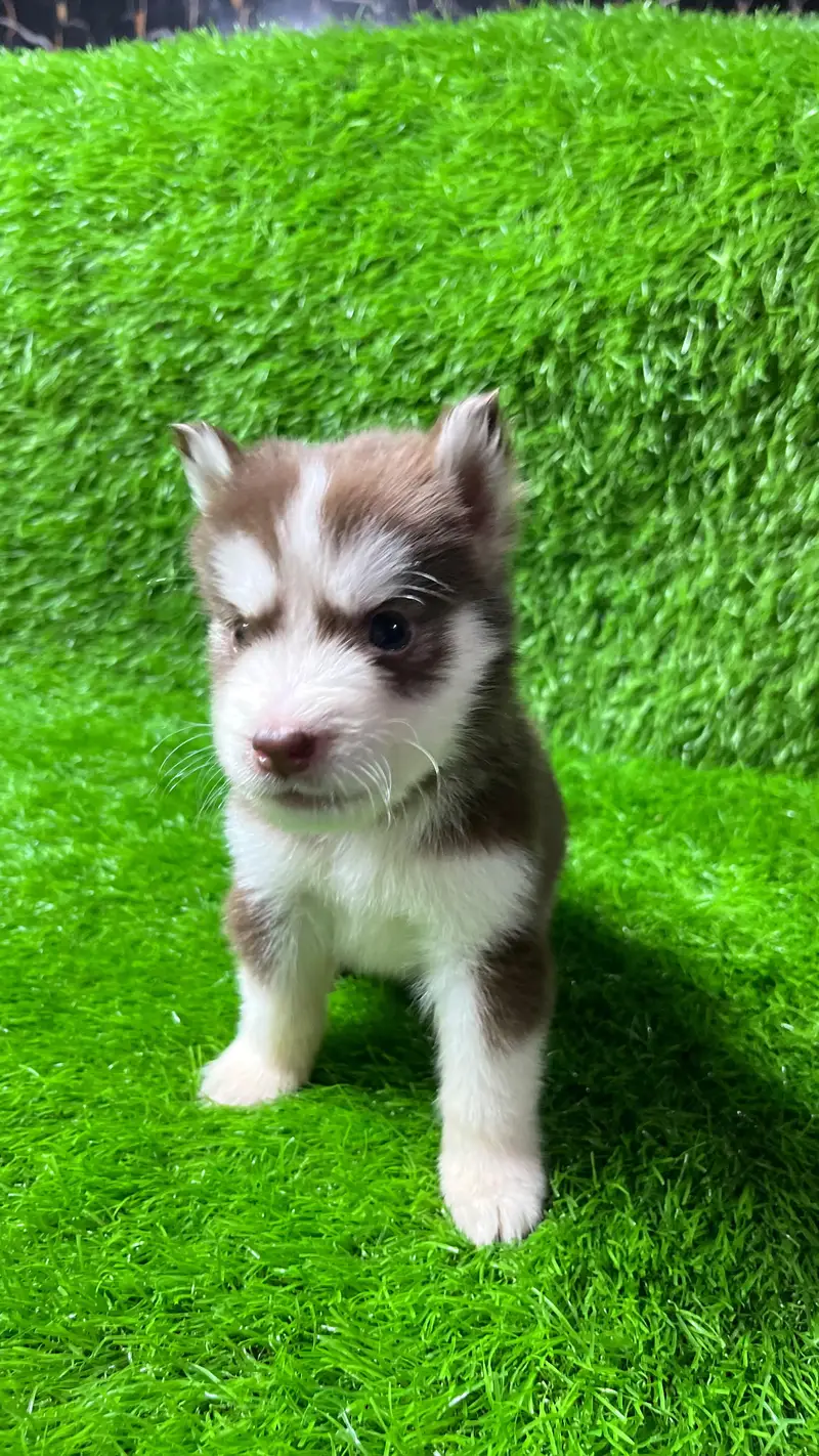 Siberian Husky Puppy for sale — photo 9