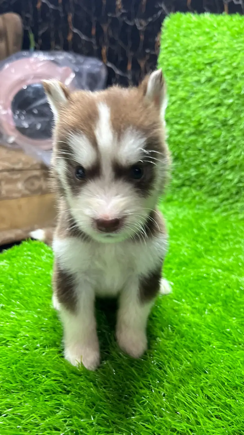Siberian Husky Puppy for sale — photo 10