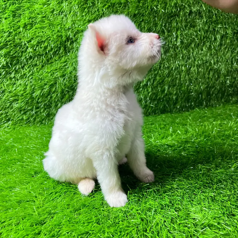 Siberian Husky Puppy for sale — photo 11
