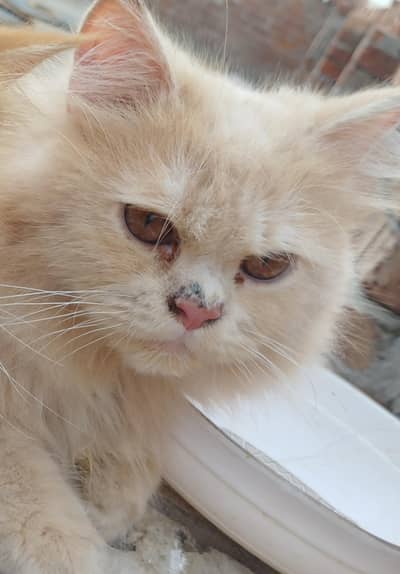 cat male