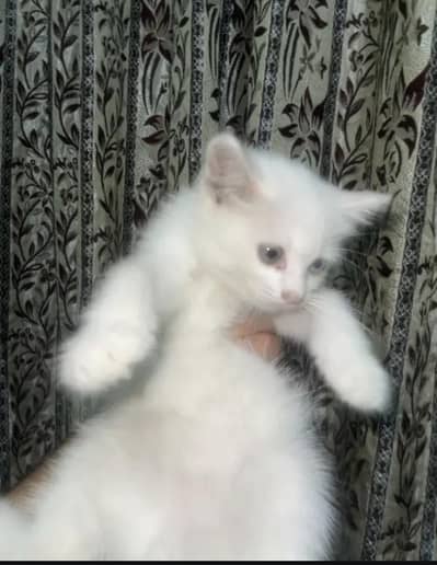 beautiful heavy furr pershiam odd eyes male litter trained vacenated