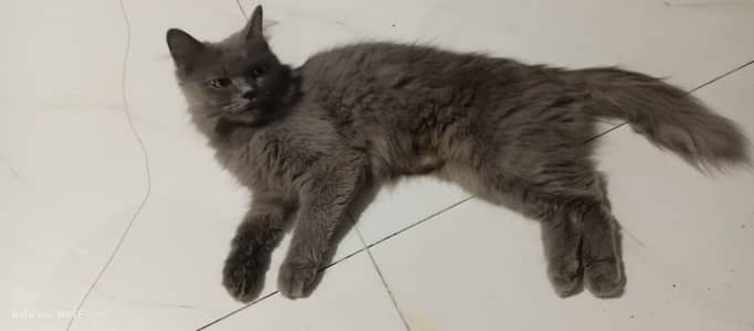 grey Persian cat