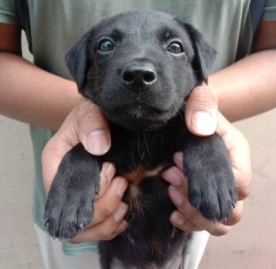 puppy for sale