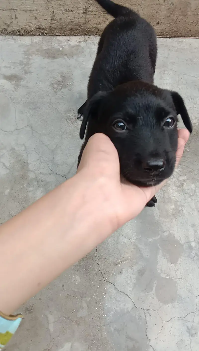 puppy for sale — photo 2