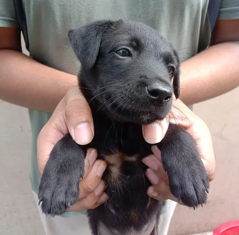puppy for sale — photo 3