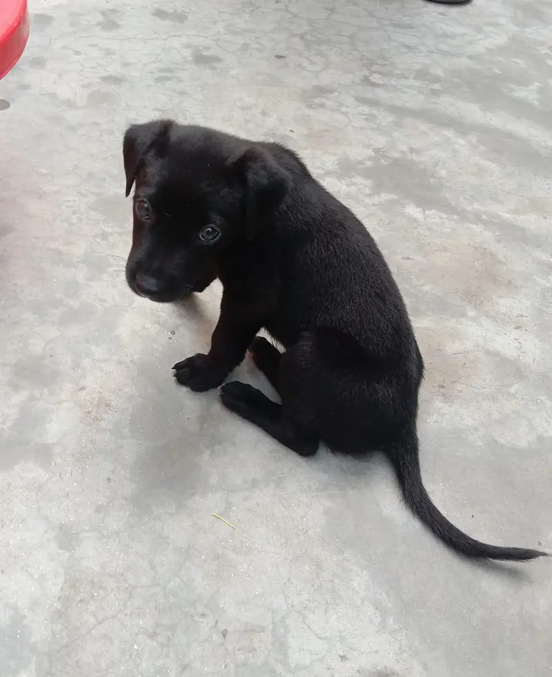 puppy for sale — photo 4