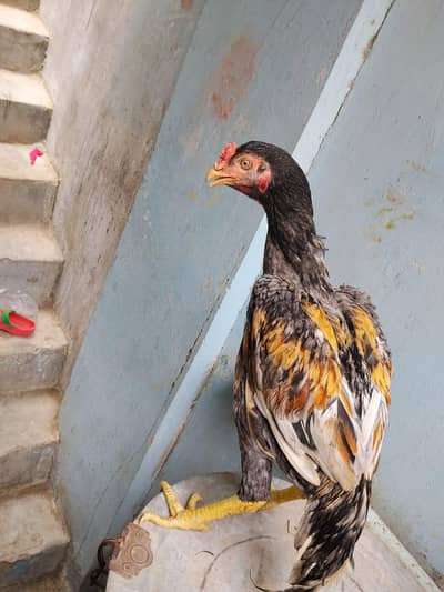 aseel for sale munasib rate per sab ak saat 2 male 1 female