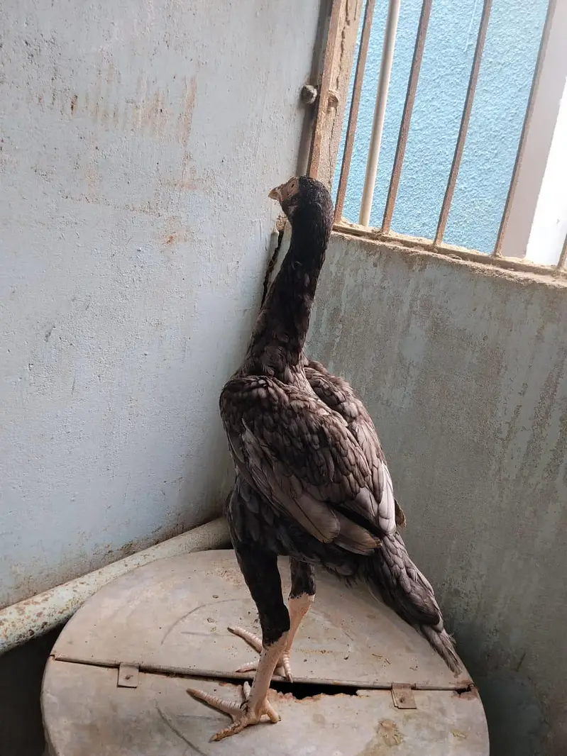 aseel for sale munasib rate per sab ak saat 2 male 1 female — photo 2