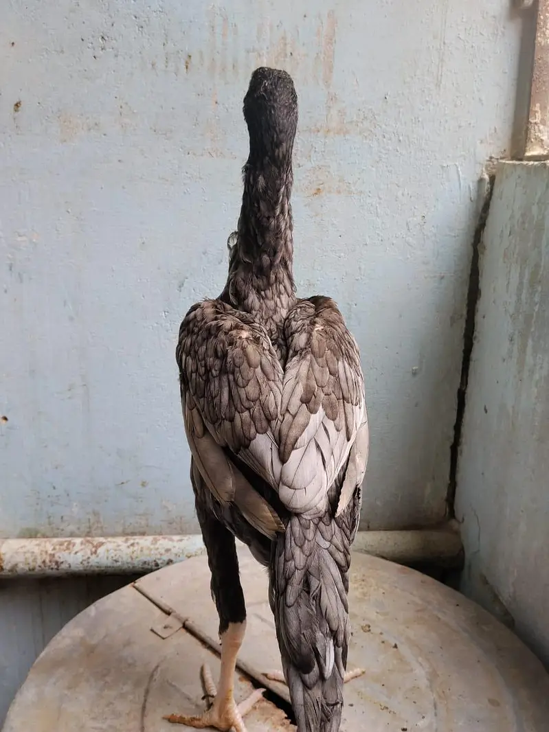 aseel for sale munasib rate per sab ak saat 2 male 1 female — photo 3
