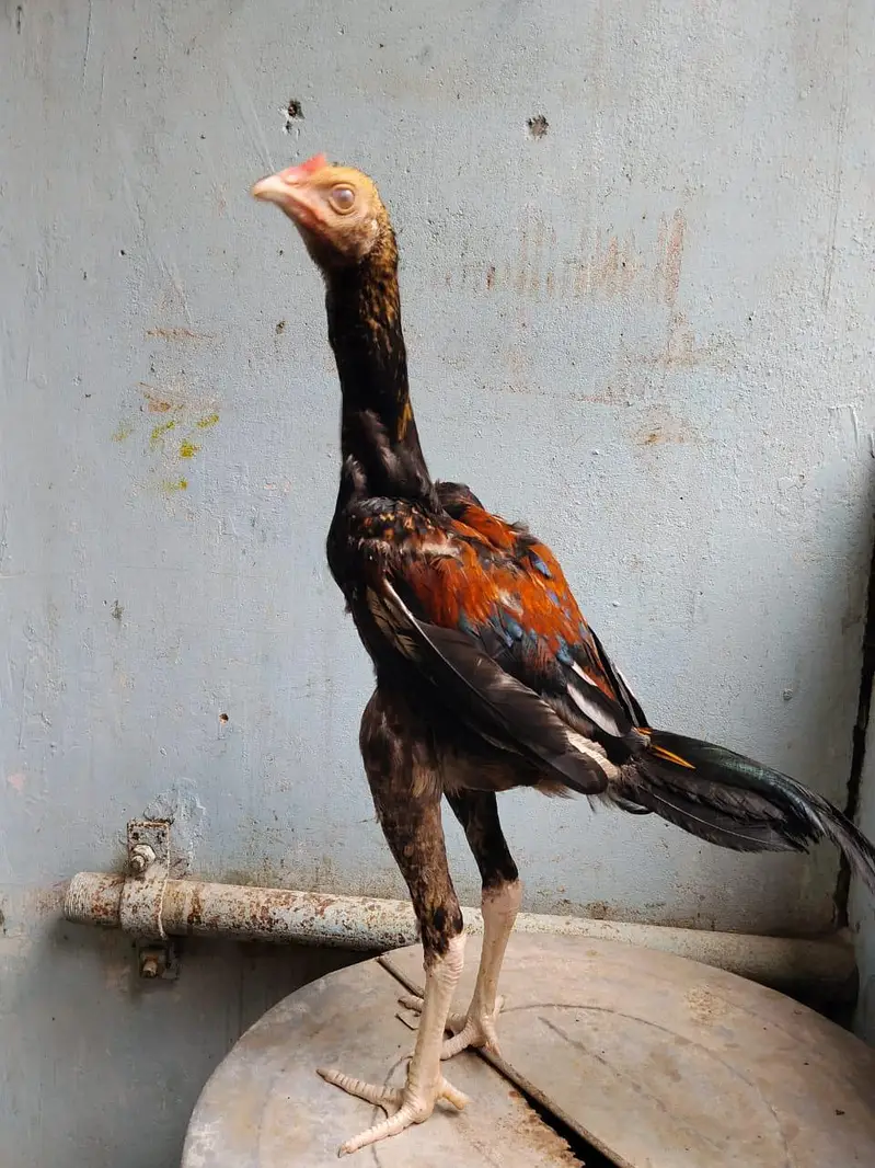 aseel for sale munasib rate per sab ak saat 2 male 1 female — photo 4