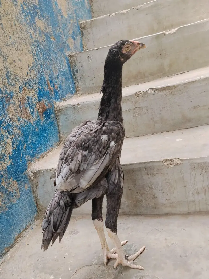 aseel for sale munasib rate per sab ak saat 2 male 1 female — photo 5