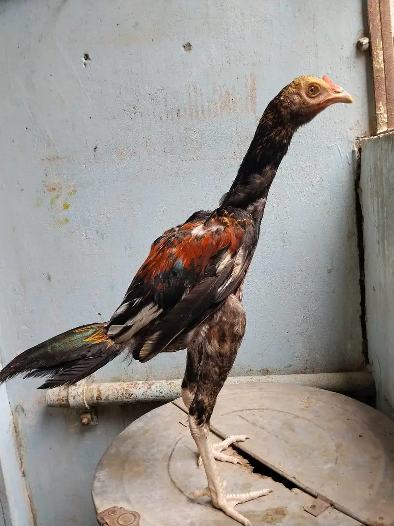 aseel for sale munasib rate per sab ak saat 2 male 1 female — photo 6