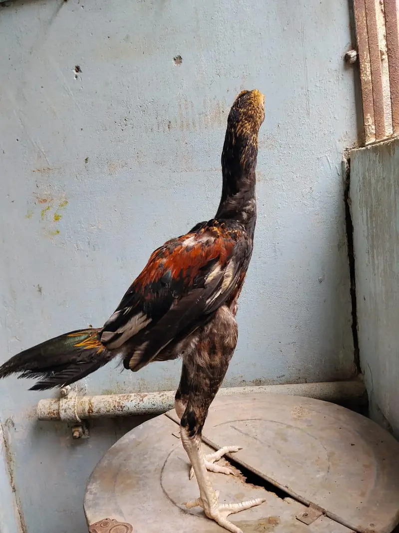 aseel for sale munasib rate per sab ak saat 2 male 1 female — photo 7
