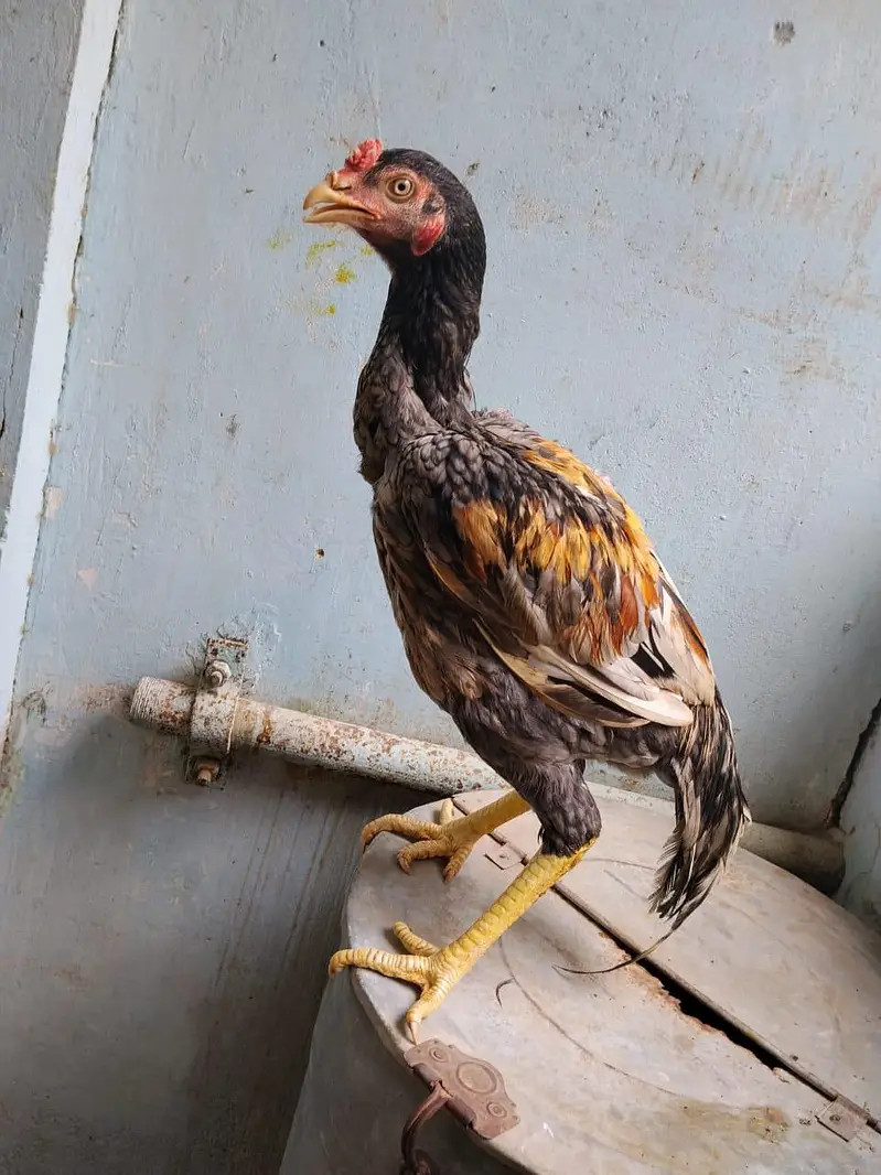 aseel for sale munasib rate per sab ak saat 2 male 1 female — photo 8