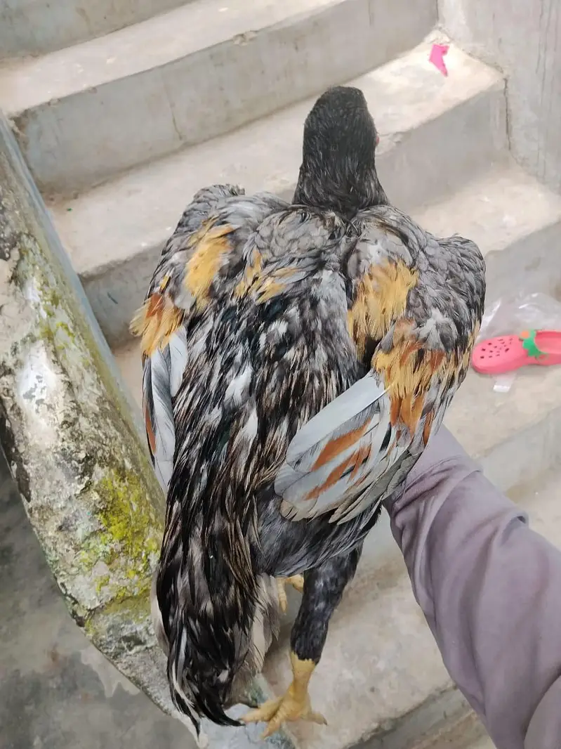 aseel for sale munasib rate per sab ak saat 2 male 1 female — photo 9