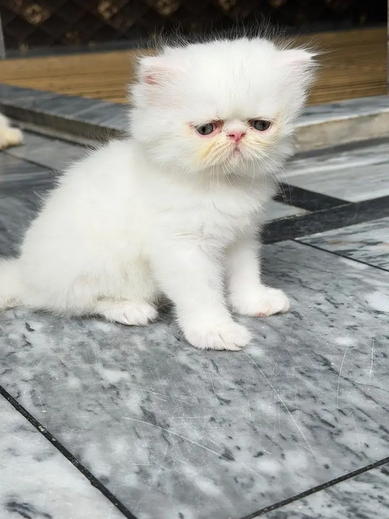 Piki Male Kitten CFA Blod Line — photo 2