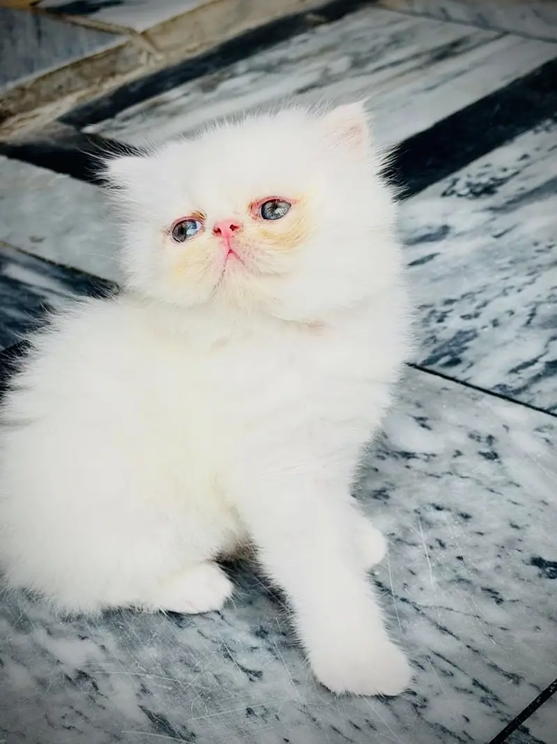 Piki Male Kitten CFA Blod Line — photo 3