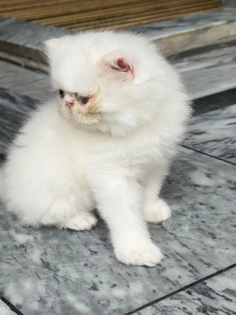 Piki Male Kitten CFA Blod Line — photo 4