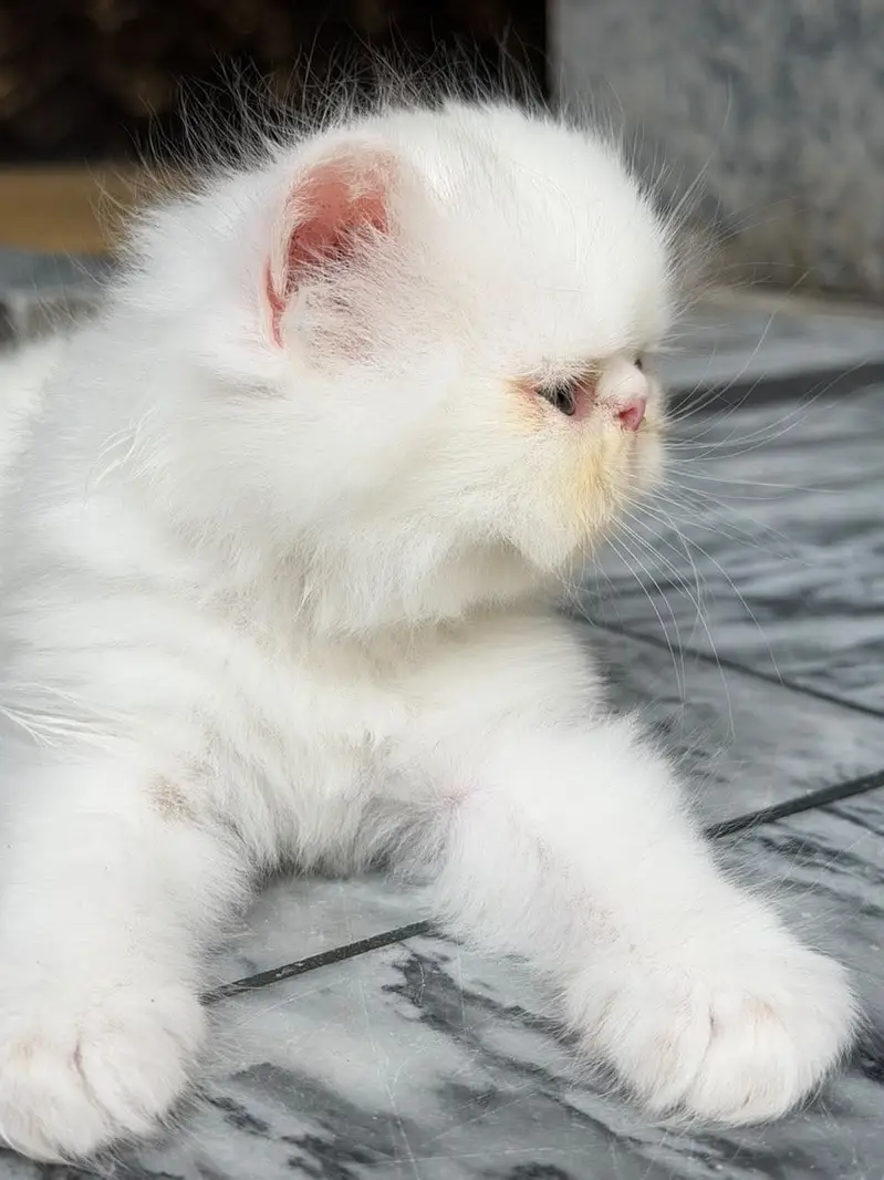 Piki Male Kitten CFA Blod Line — photo 5