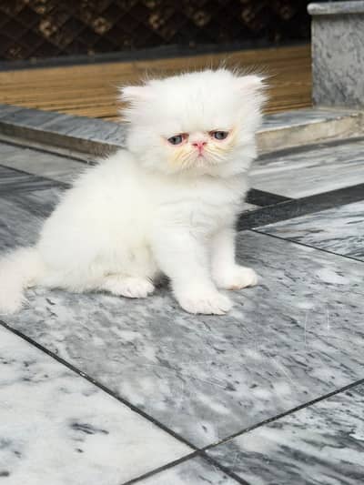 Piki Male Kitten CFA Blod Line