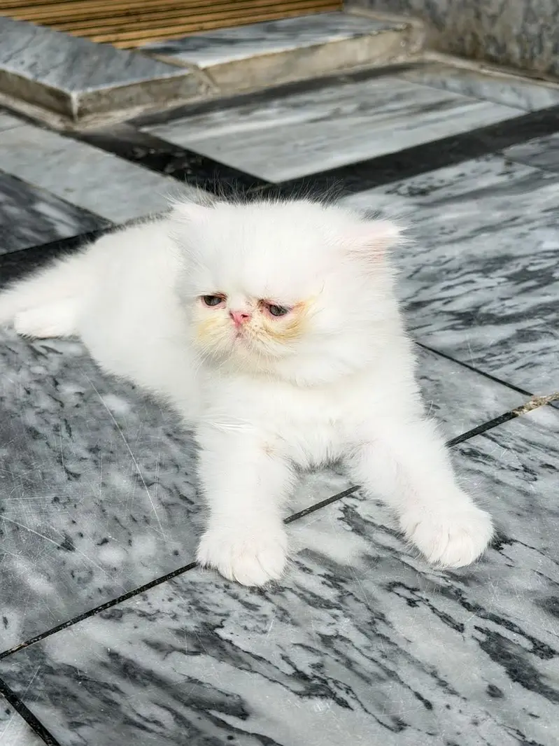 Piki Male Kitten CFA Blod Line — photo 6