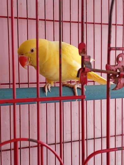 Yello Ringneck