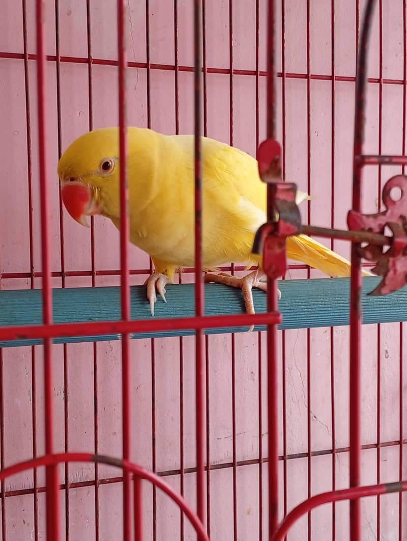 Yello Ringneck 0
