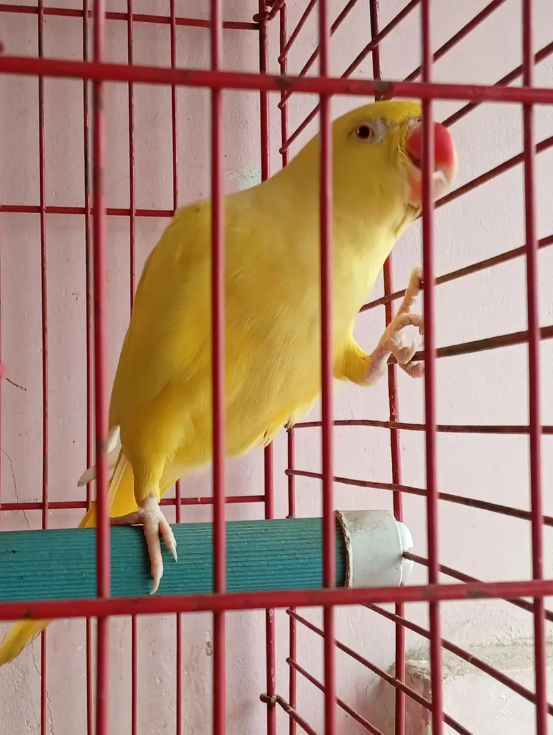 Yello Ringneck — photo 2