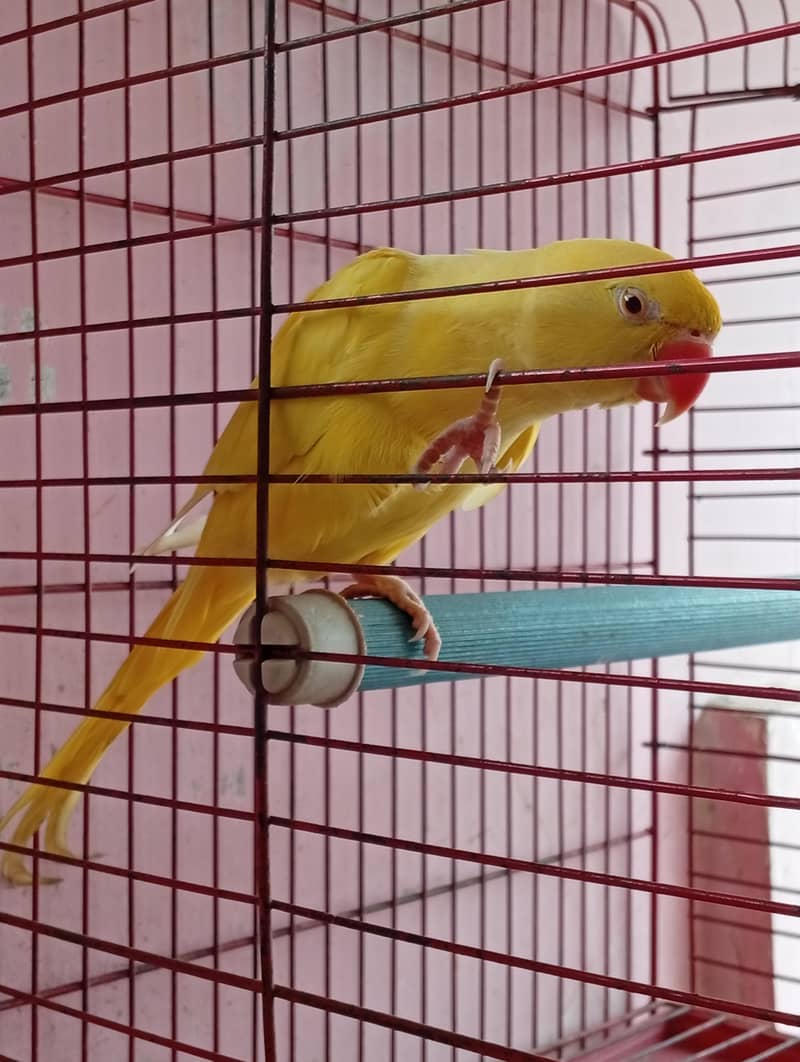 Yello Ringneck 2
