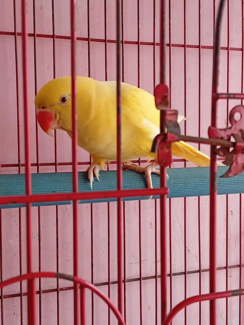 Yello Ringneck — photo 4