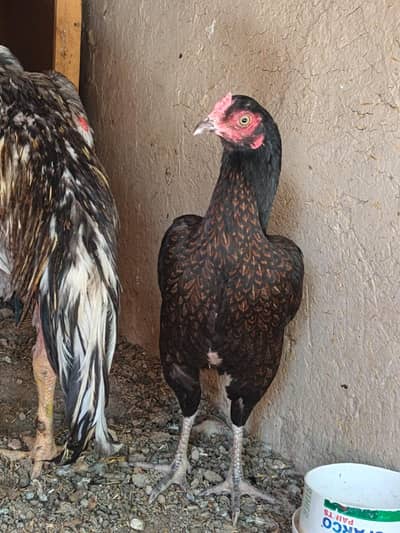 brown shajri and shamo cross male