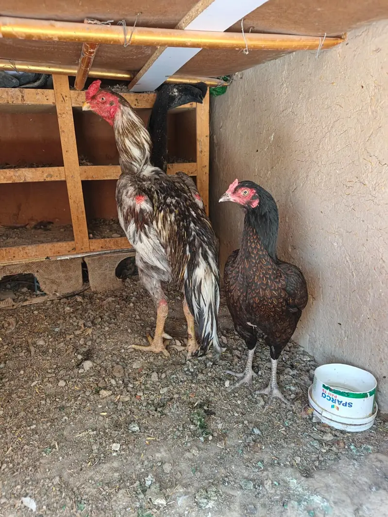 brown shajri and shamo cross male — photo 2