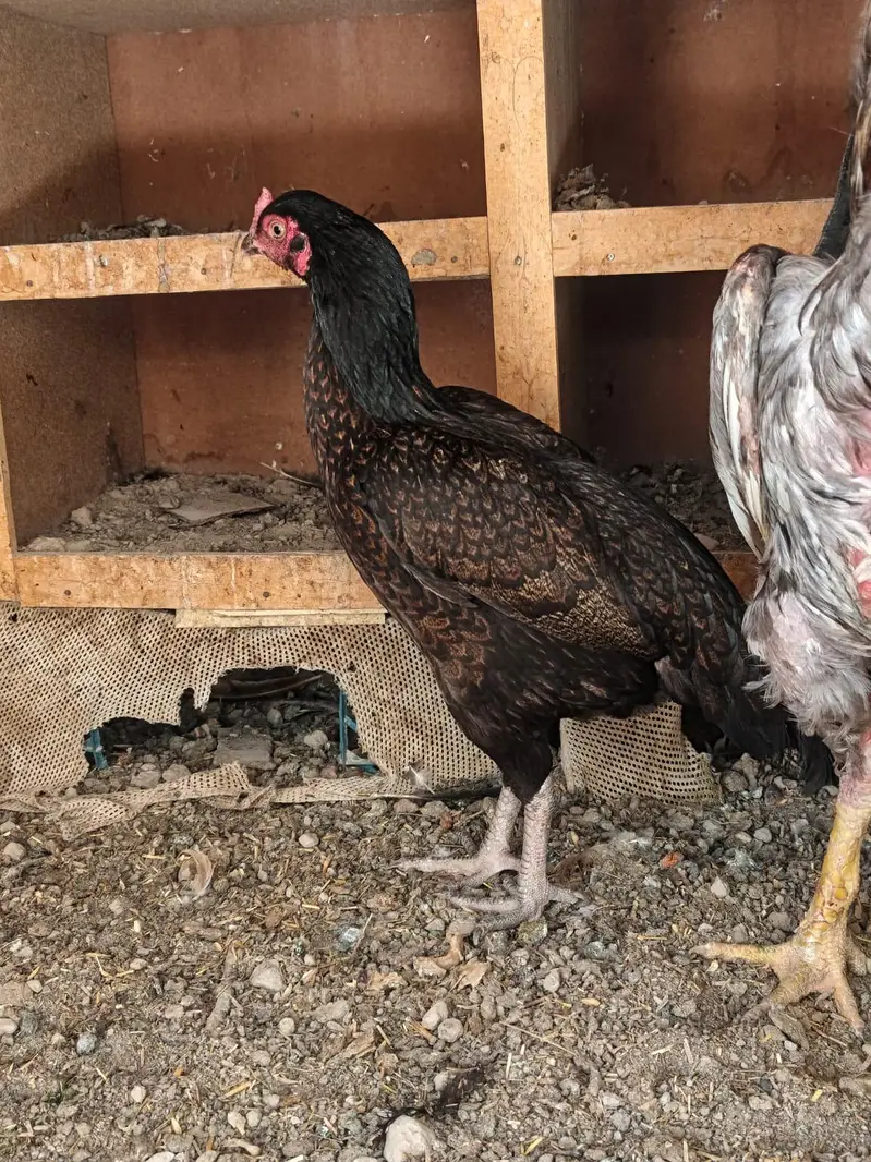 brown shajri and shamo cross male — photo 3