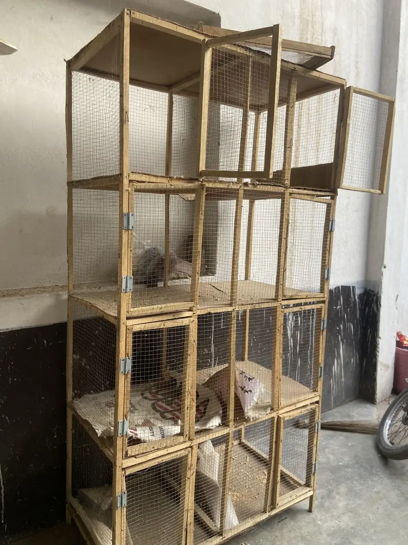 Birds cage — photo 2