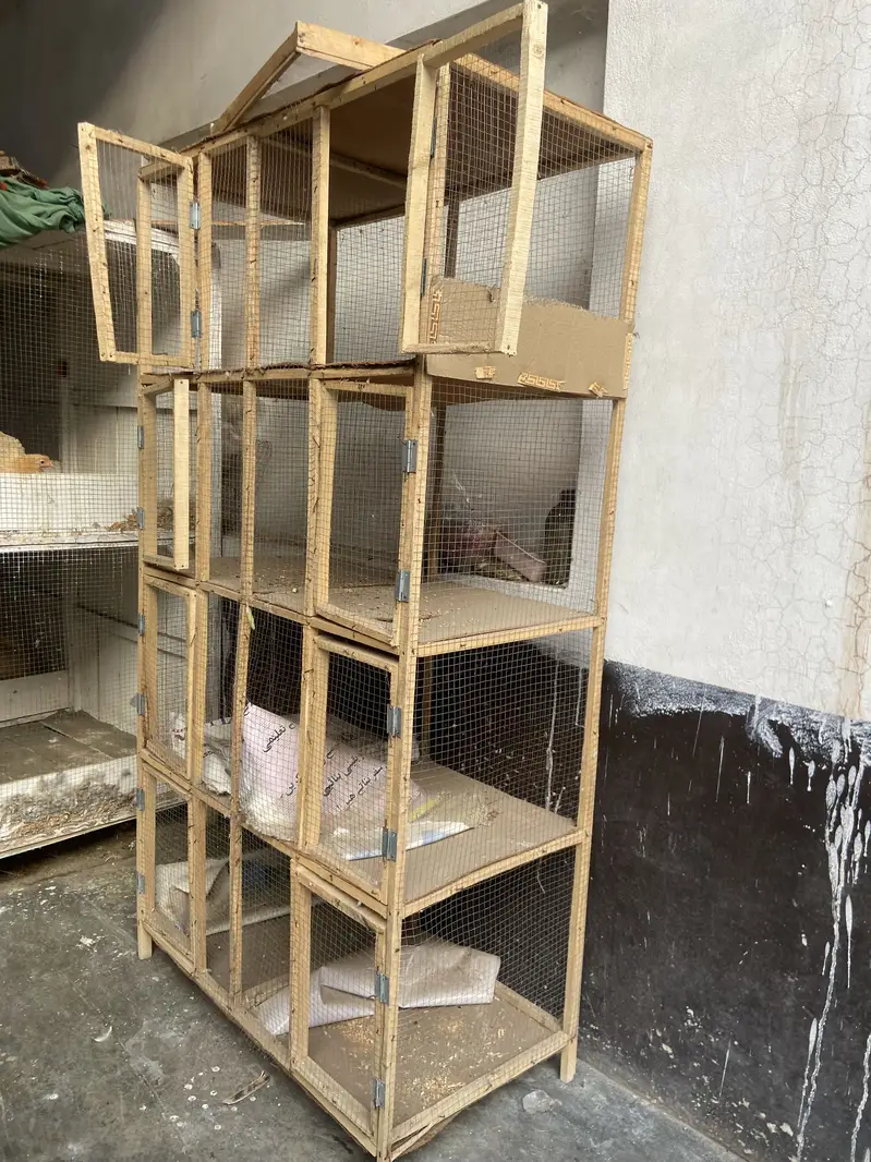 Birds cage — photo 3