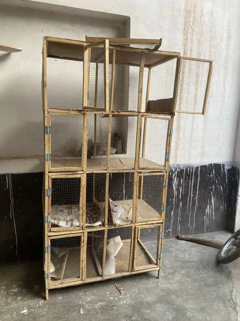 Birds cage — photo 5