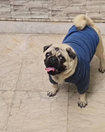 Pug female pedigree