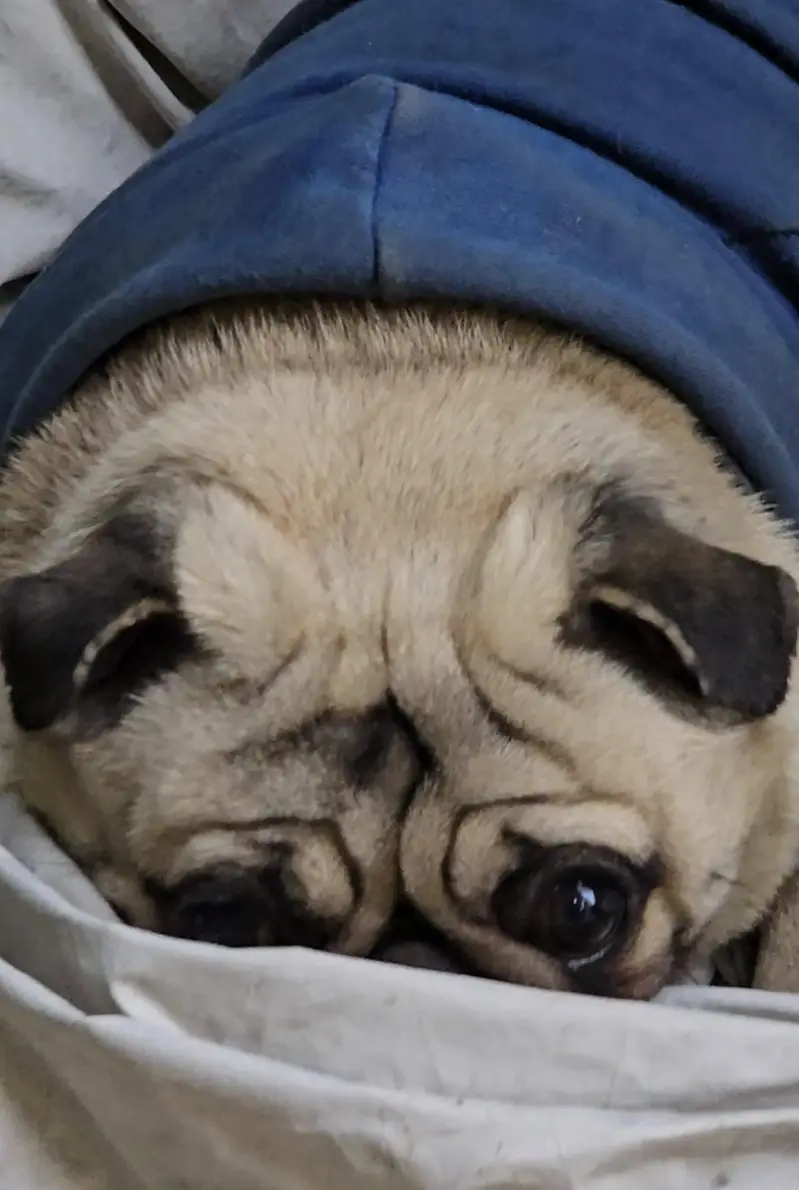 Pug female pedigree — photo 2