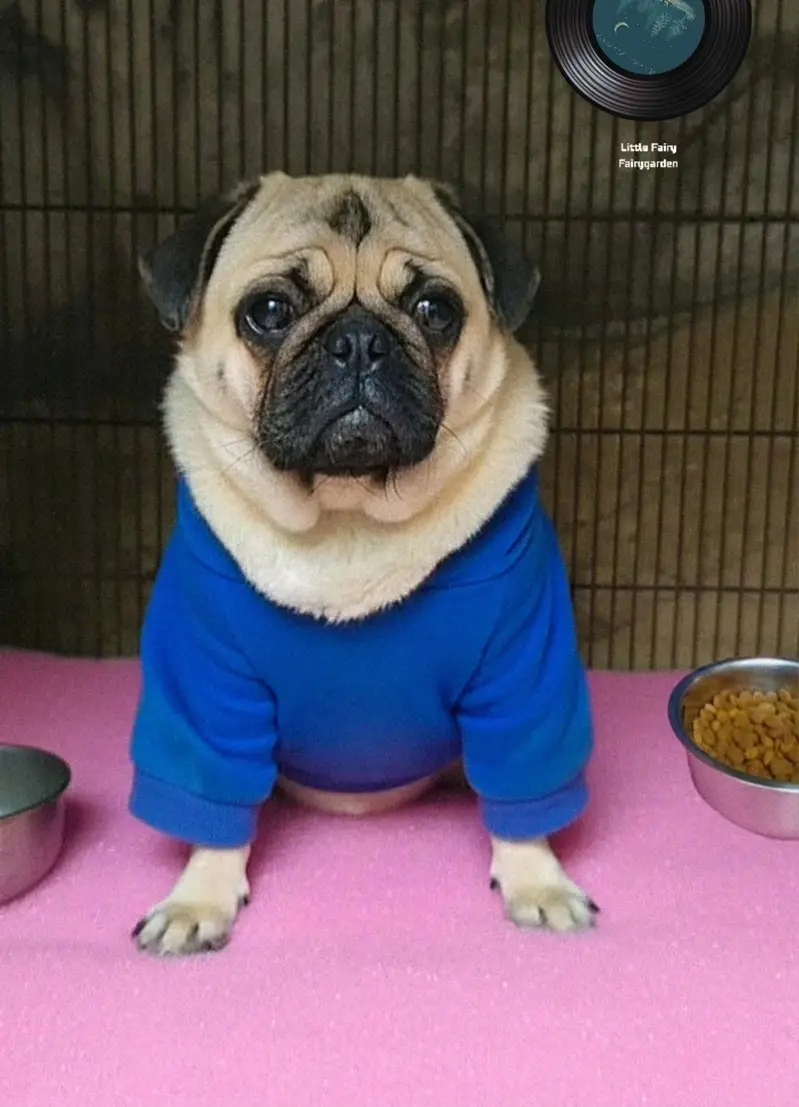 Pug female pedigree — photo 3