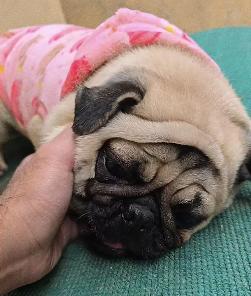 Pug female pedigree — photo 4