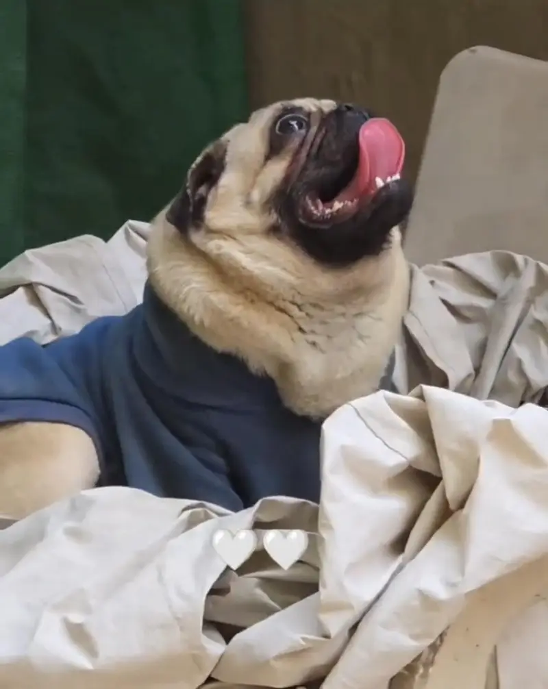 Pug female pedigree — photo 5