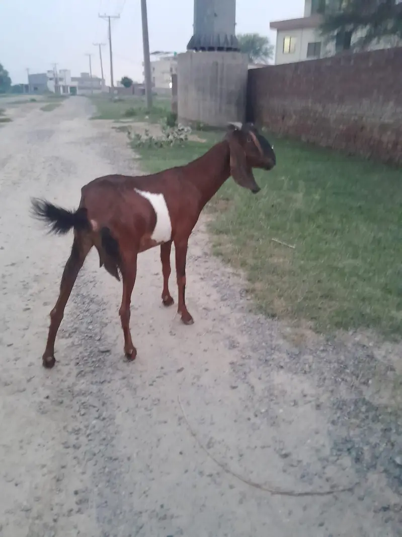 Beautiful beetal and desi pair — photo 2